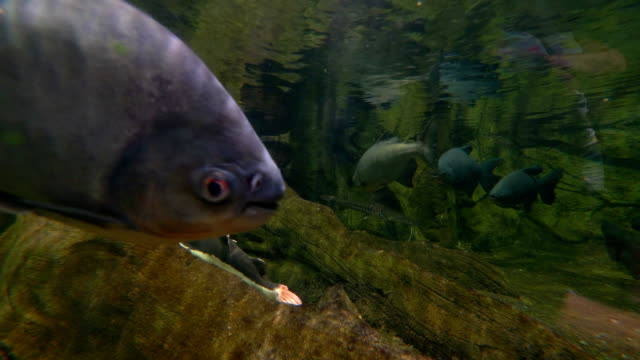 Das-Fischen-Sie-unter-Wasser-in-4-k-Slow-Motion-60fps