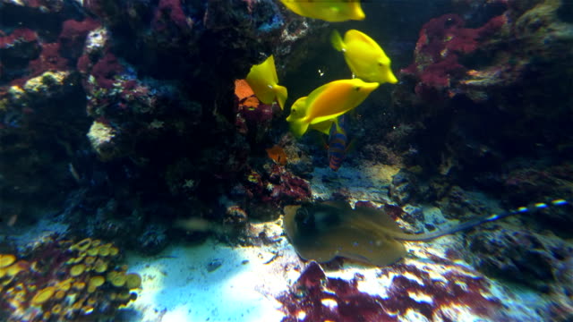Korallenriff-mit-Fischen-in-4-k-Slow-Motion-60fps