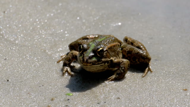 Green-Frog-Sitting-on-a-River-Bank-in-Water