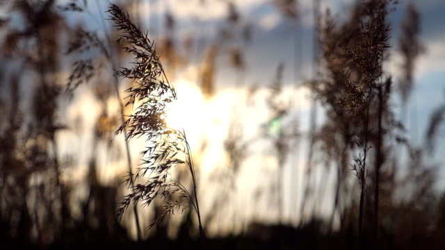 Warm-summer-sun-light-shining-through-wild-grass.-Close-up-of-plant-swaying-on-wind-with-sunset-at-beautiful-colorful-nature-background.-Light-breeze-shakes-herb.-Bright-sunlight-illuminates-dry-plants.