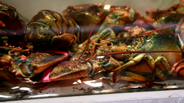 4K-Group-of-live-lobsters-in-a-tank-inside-a-restaurant