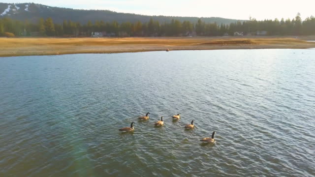 migración-de-gansos-canadienses-rebaño-pequeño-nadando-en-el-lago-Big-Bear