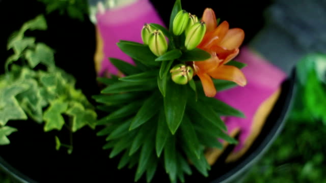 Frau-pflanzt-ein-unbloomed-Tiger-Lily-in-Blumenerde-bin