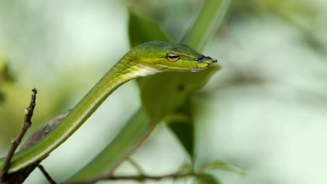 Asian-vine-snake