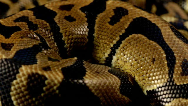 Schlangenleder-Muster-von-königliche-python