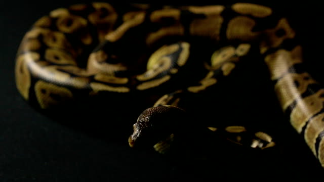 Kriechende-Python-im-Schatten