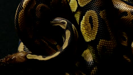 Pattern-of-crawling-python's-snakeskin