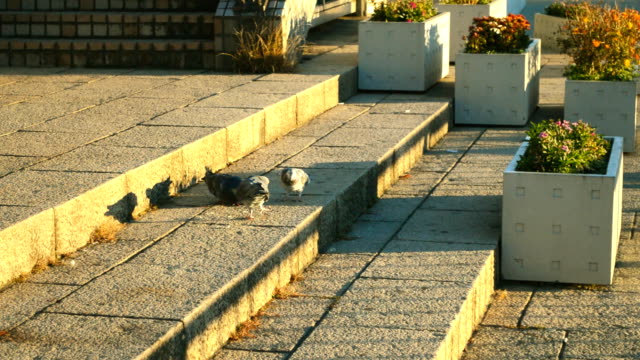 Walkway-beside-Sumida-river,-three-pigeons-on-staircase.