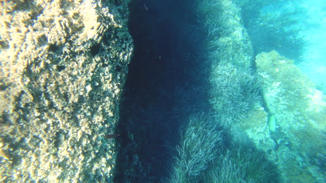 Peces-nadando-bajo-el-agua-cerca-de-la-costa-de-acantilado-de-roca-buceo-en-snorkel-de-Italia-de-la-isla-de-Ponza
