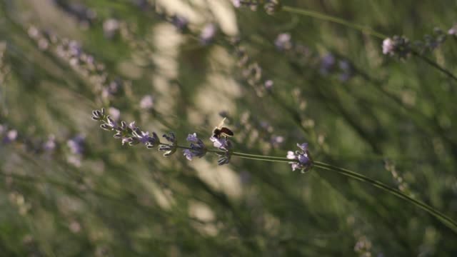 Miel-de-abejas,-polinizar-flores-de-lavanda