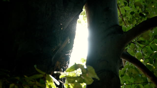 glimpses-of-the-sun-through-the-foliage-of-trees