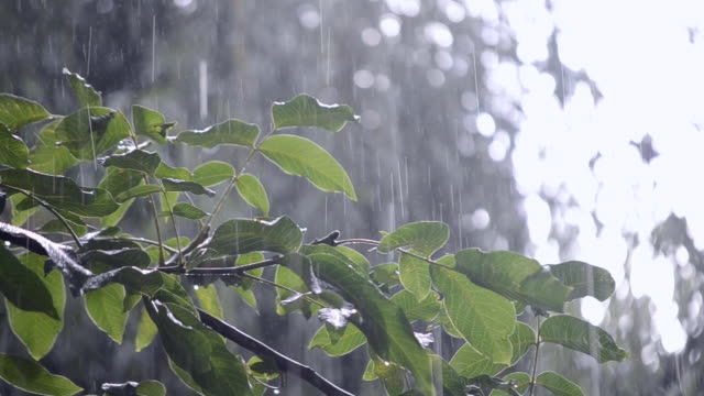 Precipitaciones-de-lluvias-ducha-aguacero-aguacero-viene-durante-el-día.