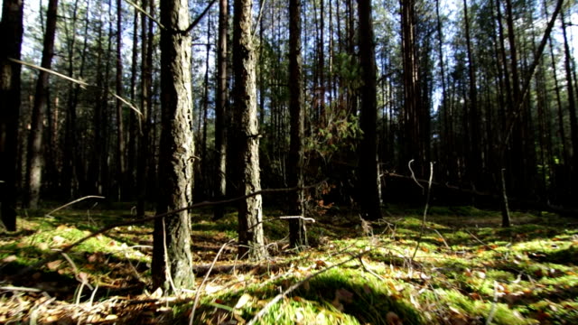 Flying-over-moss-and-grass-in-the-deep-pine-spruce-forest-in-sunny-beams
