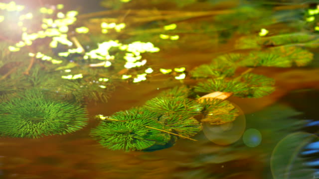 Closeup-ripple-of-water-with-green-and-yellow-color-and-flare-of-light-.