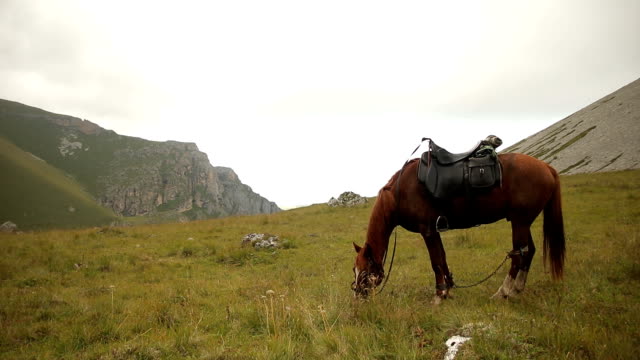 Horse-grazing-in-a-meadow-in-the-mountains.