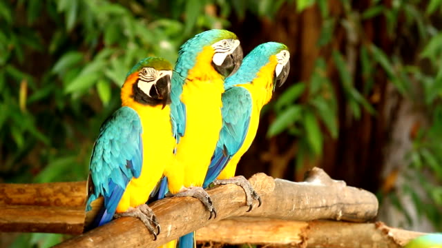 Macaw--bird--in-chiangmai-Thailand