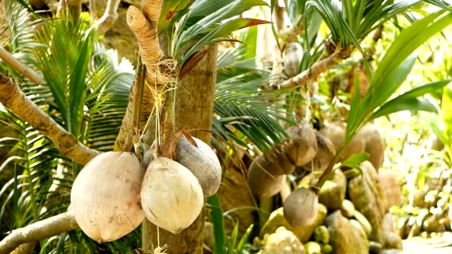 Cocos-como-decoración-en-jardín.-Cocos-tropicales-exóticas-colgadas-en-las-palmas-con-hojas-de-color-verde-iluminados-por-el-sol.-Camino-a-la-playa-en-Koh-Phangan