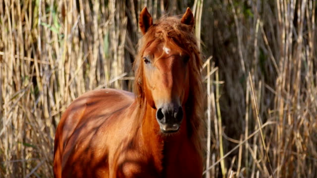 Wild-stallion-in-the-danube-delta,-Letea-forest
