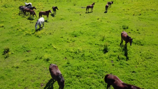 Aerial-view-of-the-beautiful-horses-in-the-field