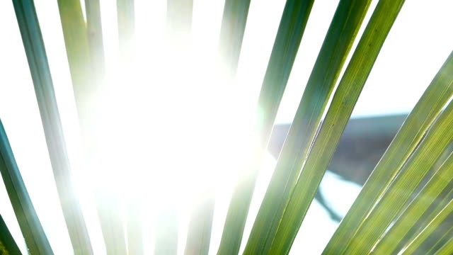 Sunlight-shimmers-through-the-palm-branch-slow-motion,-relax-on-the-sea-camera-movement