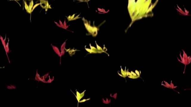 Real-maple-leaves-falling,-slow-motion,-loop-clip,-alpha-channel,-autumn,-red-and-yellow-leaves