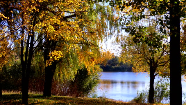 Árboles-de-otoño-amarillo-con-hojas-en-las-ramas-de-en-el-parque-de-río-o-lago