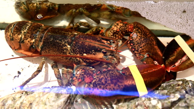 4K-Live-lobsters-in-a-tank-inside-a-restaurant