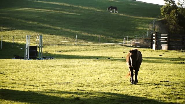 Horse.-Horse-walking-in-the-field