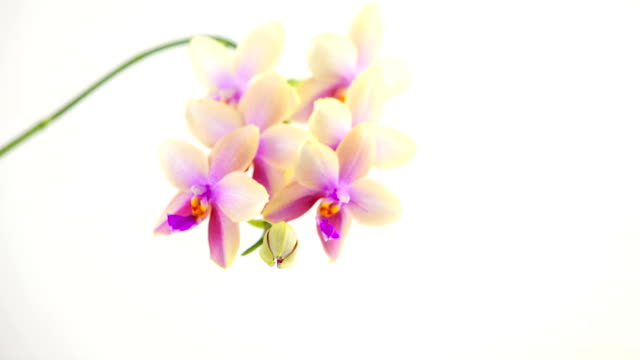 Beautiful-rare-orchid-in-pot-on-white-background