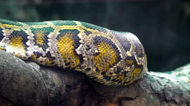 Burmesischen-Python-Körper