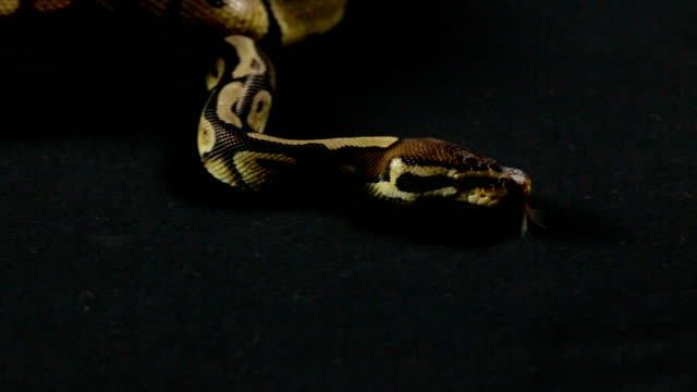 Video-of-snake---royal-python