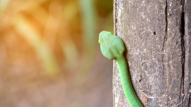 Green-pit-vipers-snake-or-Trimeresurus-albolabris-snake-on-stem-of-tree-on-black-background