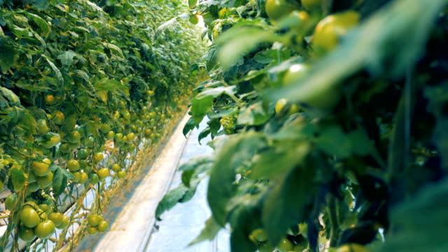 Invernadero-con-un-montón-de-arbustos-de-tomate-verde