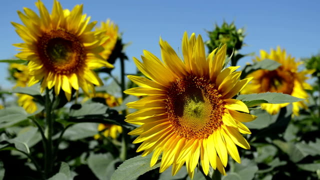 Yellow-sunflowers,-closeup
