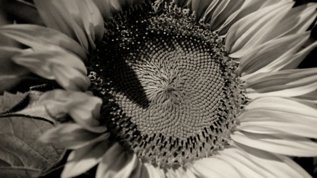 Sonnenblumen-im-Wind,-alten-Film-mit-Korn
