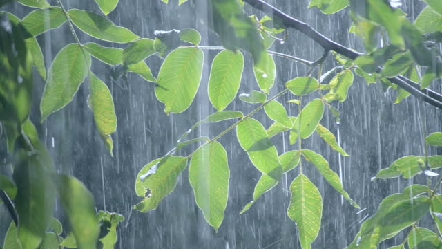 Precipitaciones-de-lluvias-ducha-aguacero-aguacero-viene-durante-el-día.