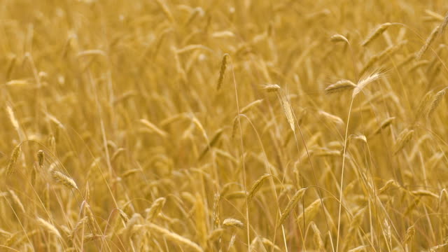 Slow-motion-wheat-field-wind-moving-crops,-yellow-ears-in-autumn-fall,-fertility