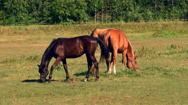 Horses-grazing-on-green-pastures-of-horse-farm,-country-summer-landscape