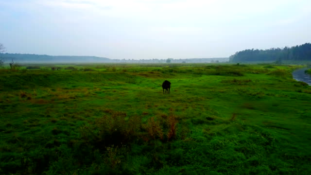 The-Horse-on-a-misty-meadow-by-the-pond.-fog-Country-landscape