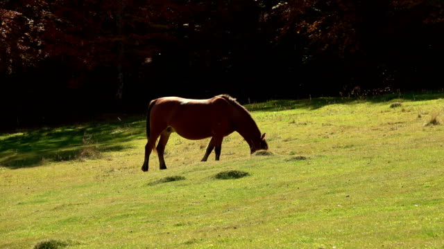 Berglandschaft-mit-grasenden-Pferd