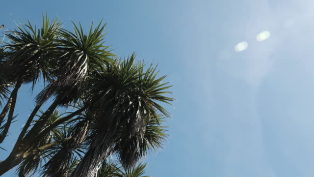 Palm-tree-Against-blue-sky-at-St.-Ives,-Cornwall-on-a-sunny-June-day.