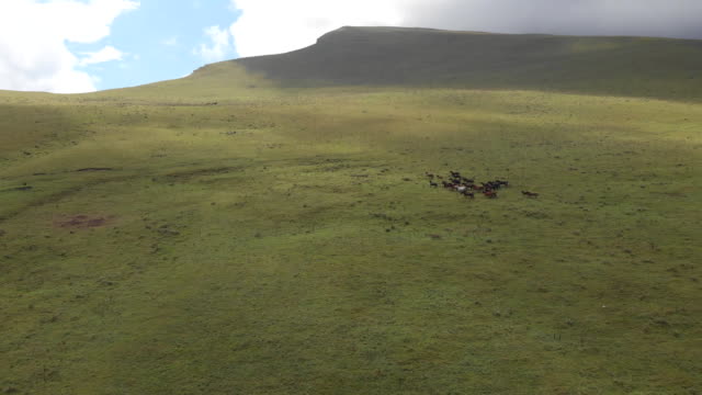 Zángano-de-la-toma-de-una-manada-de-caballos-pastando-en-un-prado-en-las-montañas.