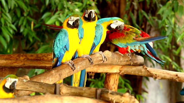 Pájaros-guacamayo-en-chiangmai-Tailandia