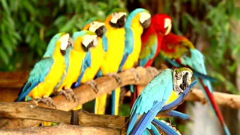 Pájaros-guacamayo-en-chiangmai-Tailandia