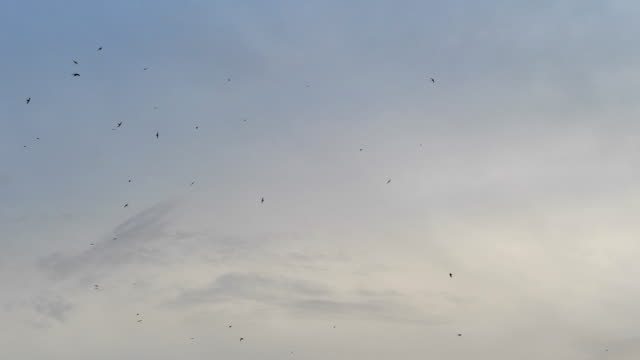 Aves-voladoras-en-el-hermoso-cielo-al-atardecer-en-4k-lento-movimiento-60fps