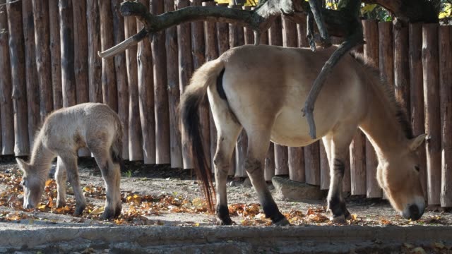 Stute-mit-Fohlen.-Przewalski-Pferd,-auch-genannt-die-mongolischen-Wildpferd-oder-Dzungarische-Pferd.