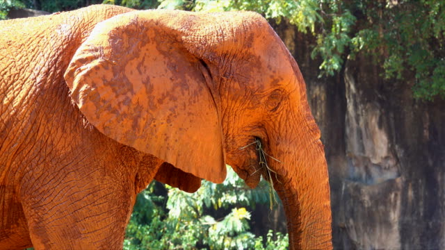 Elefante-de-África-sobre-fondo-de-piedra-y-árbol.