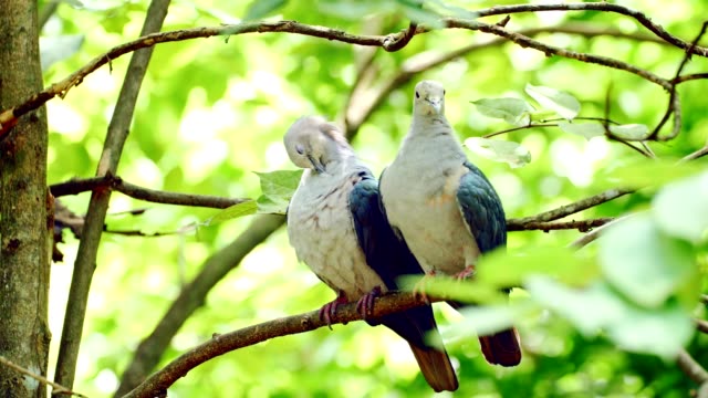 Pied-Imperial-Pigeon-grooming-on-branch.