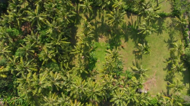 Tropische-Aussicht-von-Drohne-mit-Kokospalmen.-Aerial-video