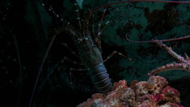 Lobster--in-fish-tank